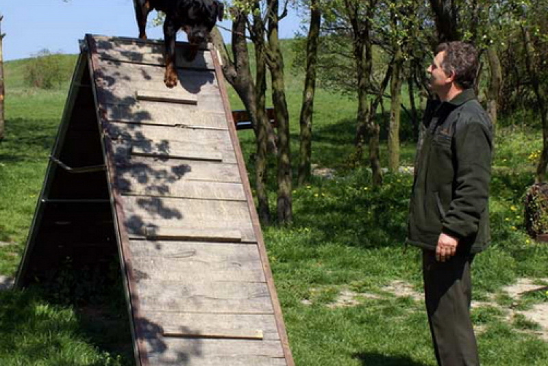 Výcvik